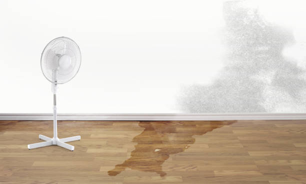 Best Professional water damage repair  in Schaumburg, IL